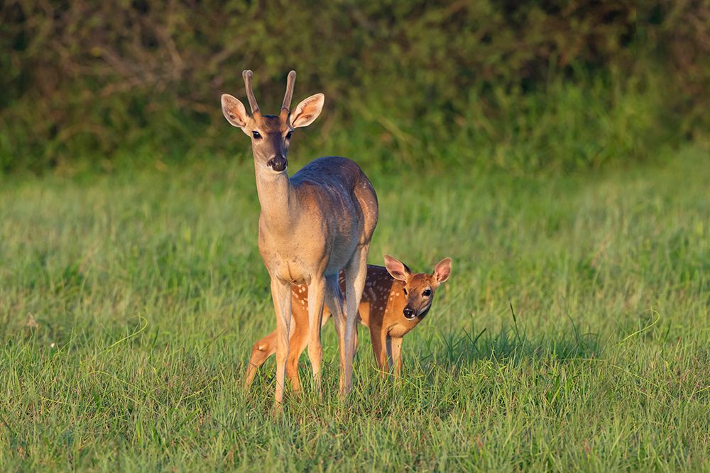 White-tailed Deer-Colinus virginianus-in grassy habitat